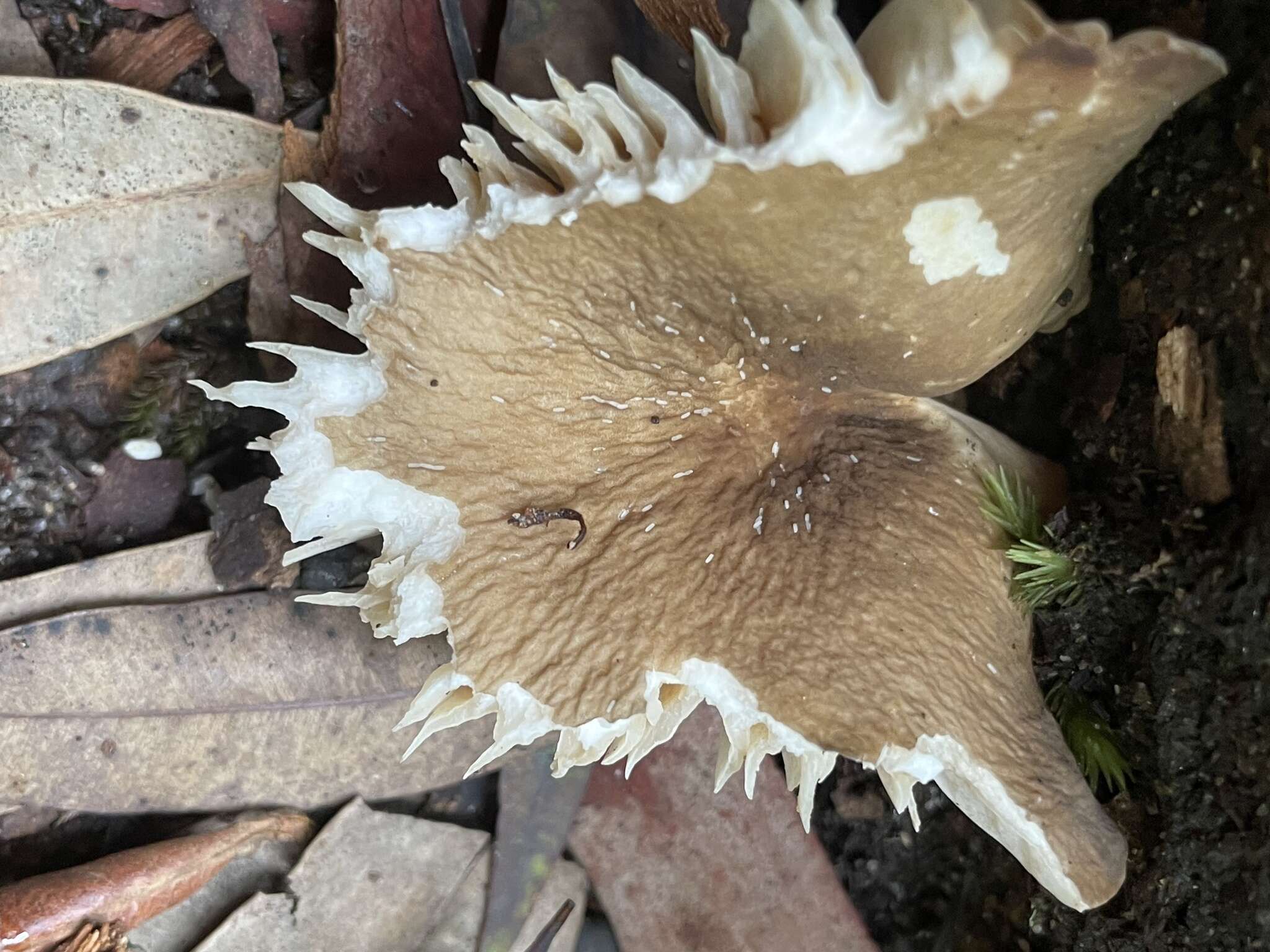 Image de Lactifluus wirrabara (Grgur.) Stubbe 2012