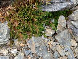 Image of Siberian spikemoss