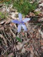 Caladenia sericea Lindl.的圖片