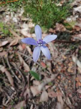 Caladenia sericea Lindl.的圖片