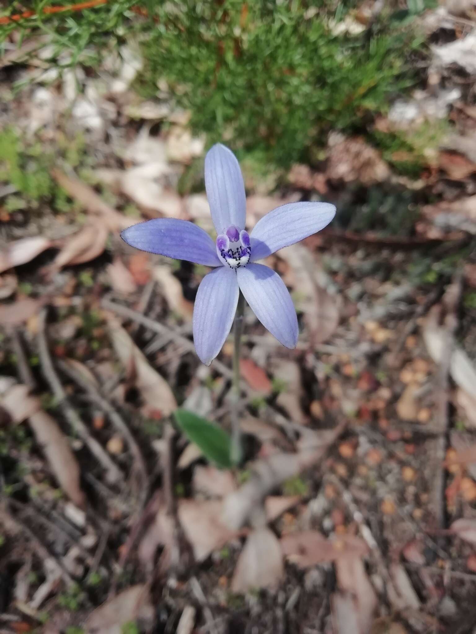 Caladenia sericea Lindl.的圖片