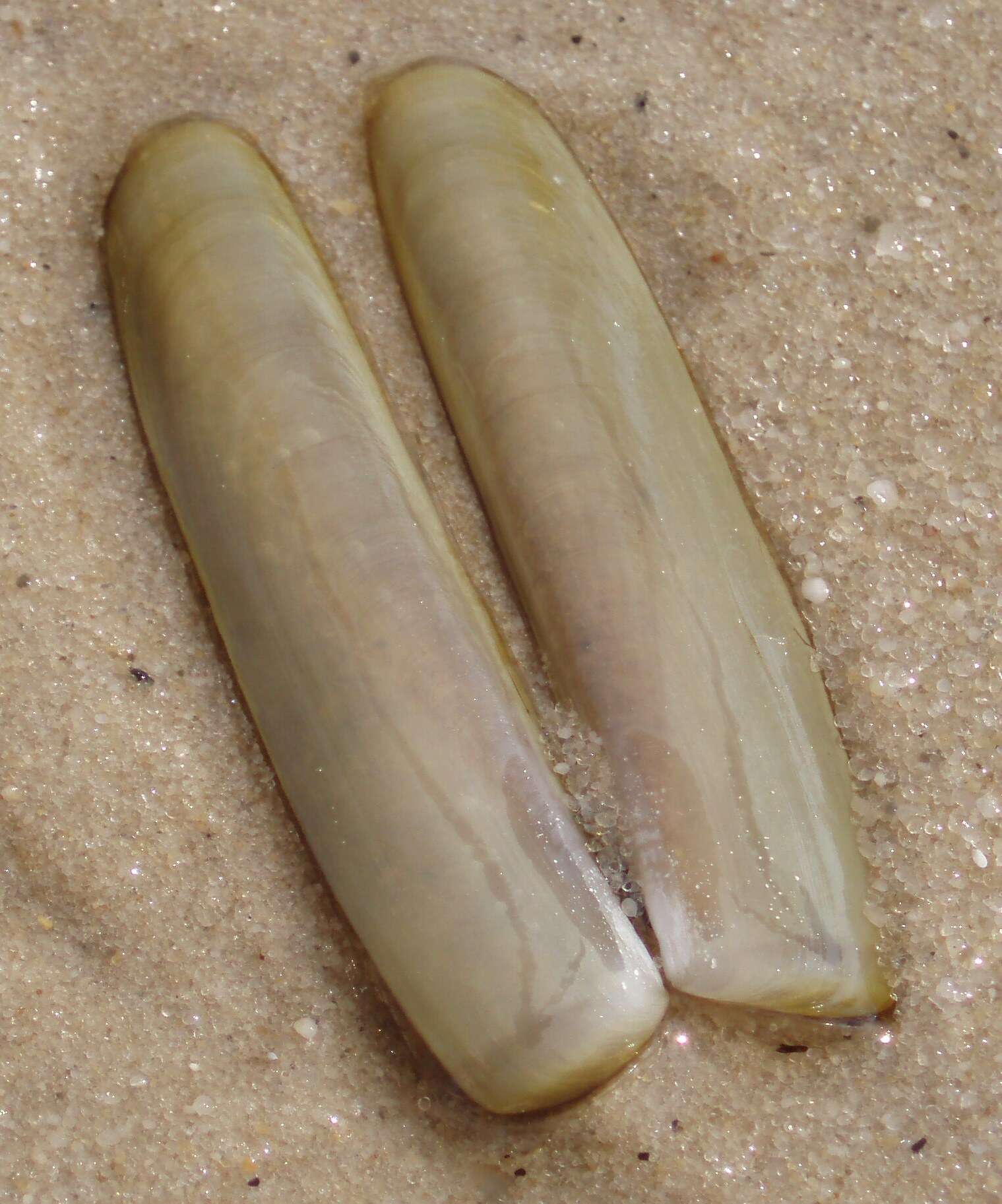 Image of green jackknife clam