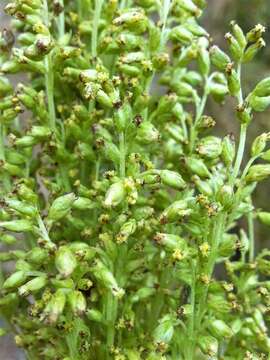 Image of coastal wormwood