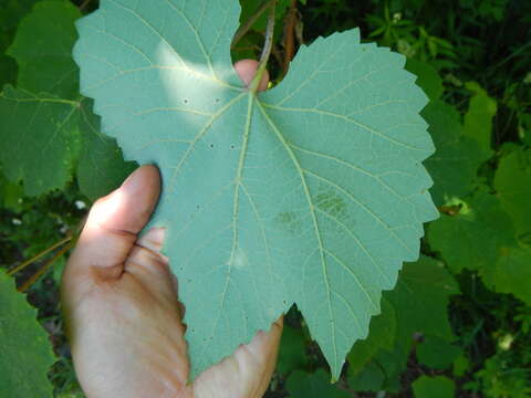 Image of summer grape