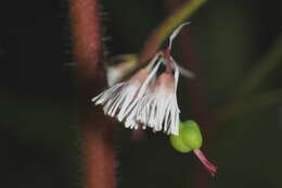 صورة Euphorbia eglandulosa V. W. Steinm.