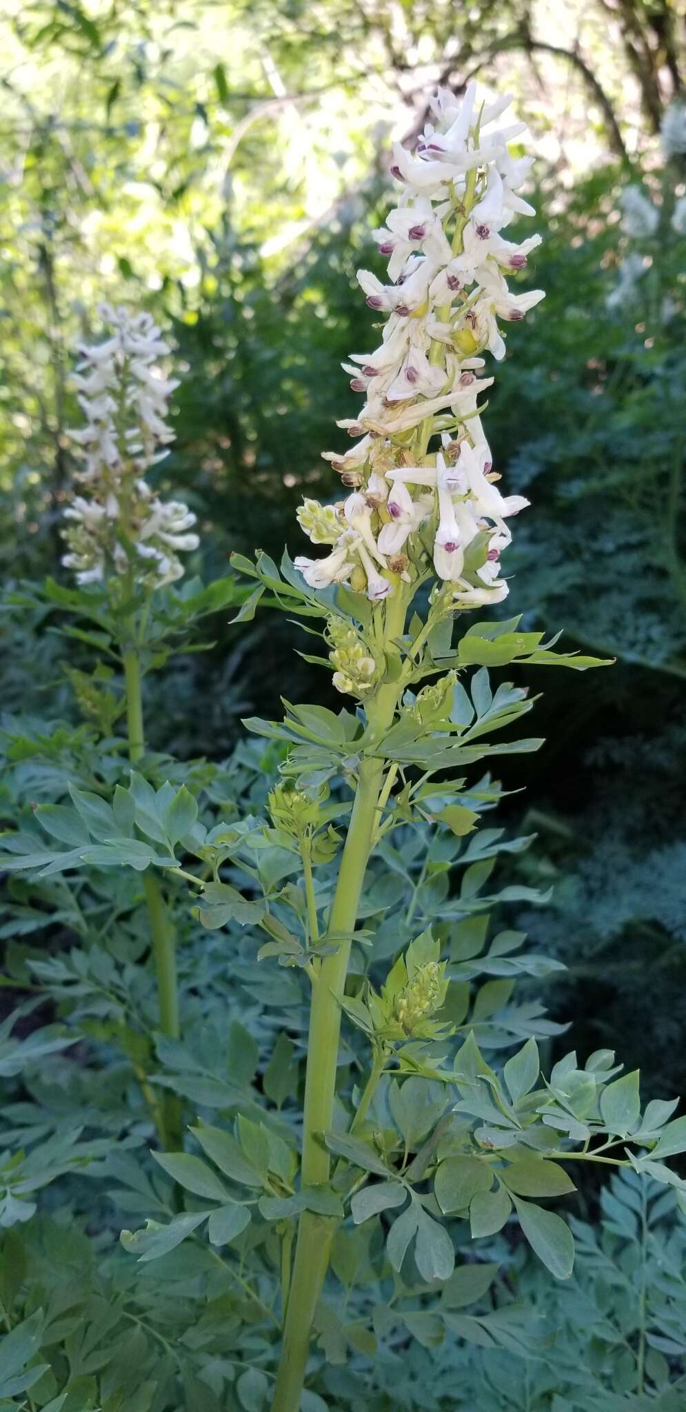 Image of Sierra fumewort