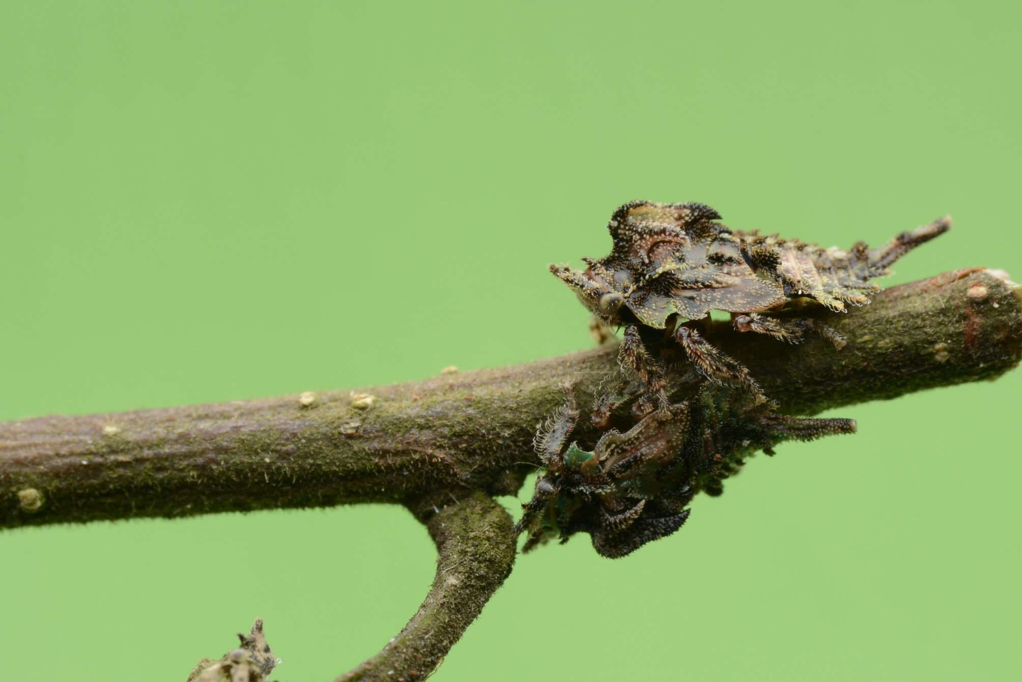 Image of Elaphiceps cervus Buckton