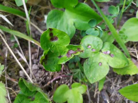 Plancia ëd Urocystis syncocca (L. A. Kirchn.) B. Lindeb. 1959