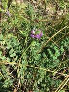 Image de Oxytropis sylvatica (Pall.) DC.