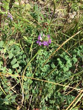 Image of Oxytropis sylvatica (Pall.) DC.