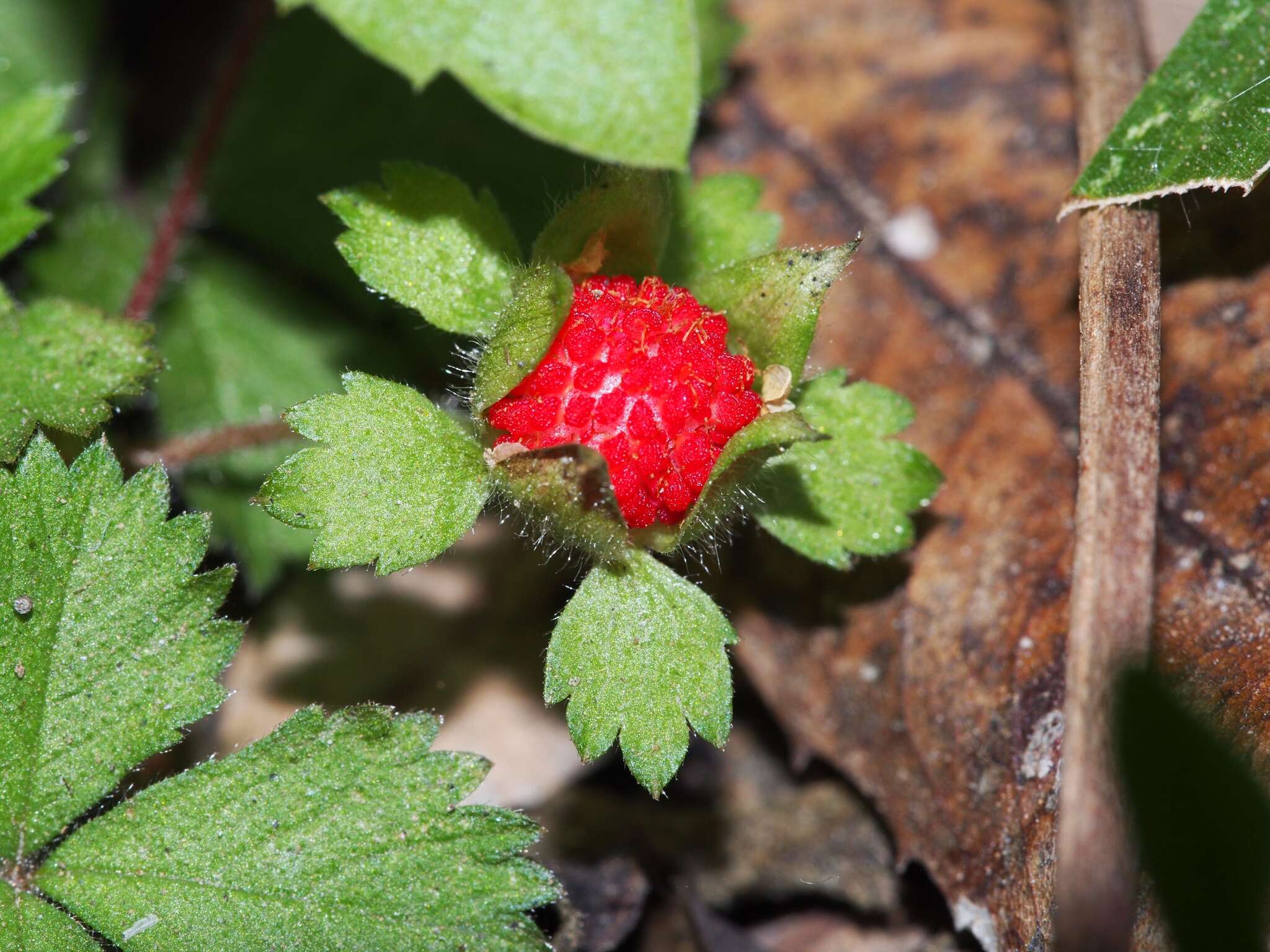 Image of Potentilla wallichiana Ser.