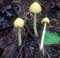 Слика од Entoloma murrayi (Berk. & M. A. Curtis) Sacc. 1899