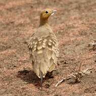 Image of Chestnut-bellied Sandgrouse