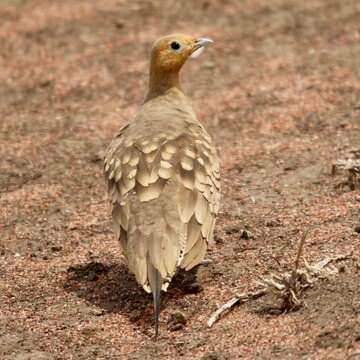 Image of Chestnut-bellied Sandgrouse