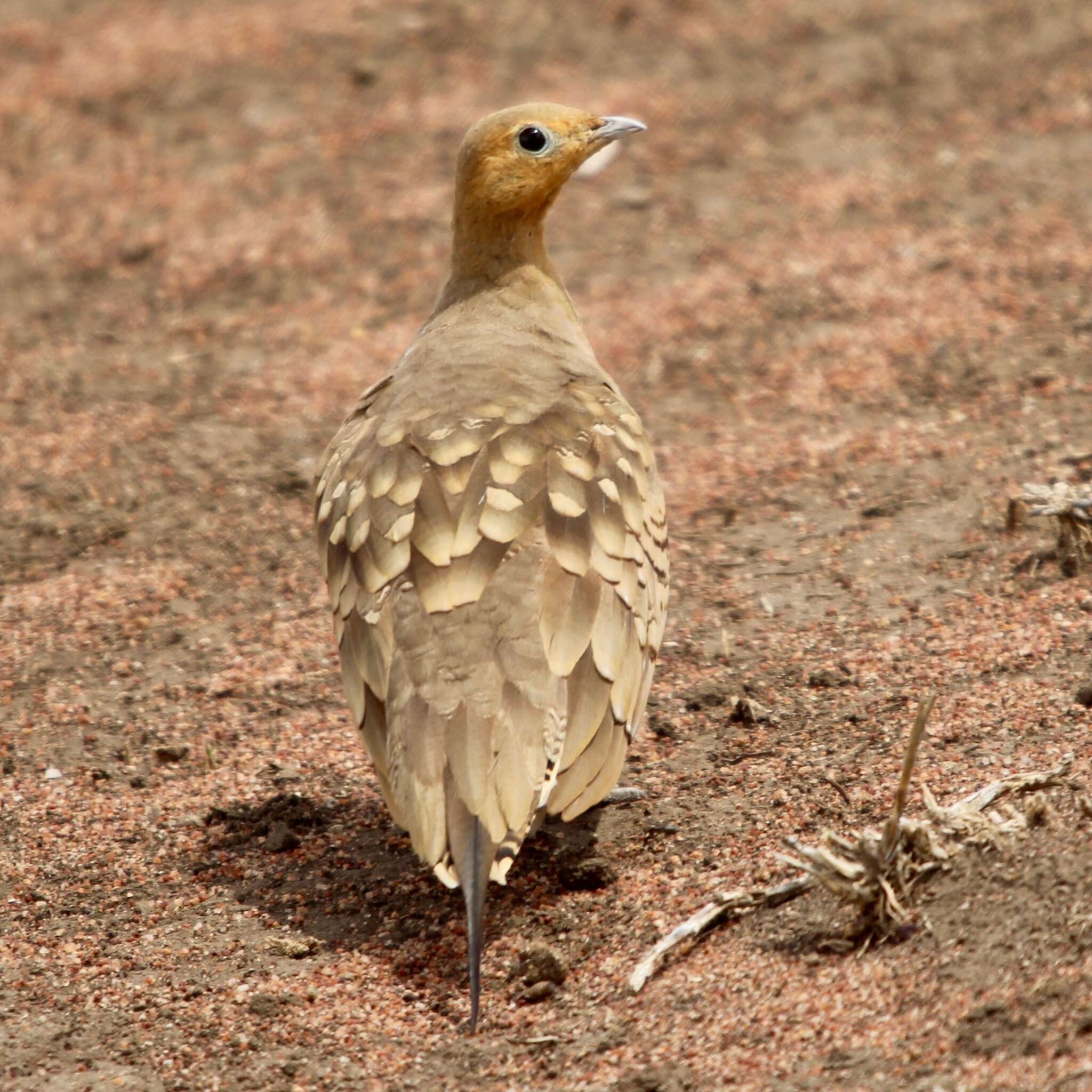 Image of Chestnut-bellied Sandgrouse