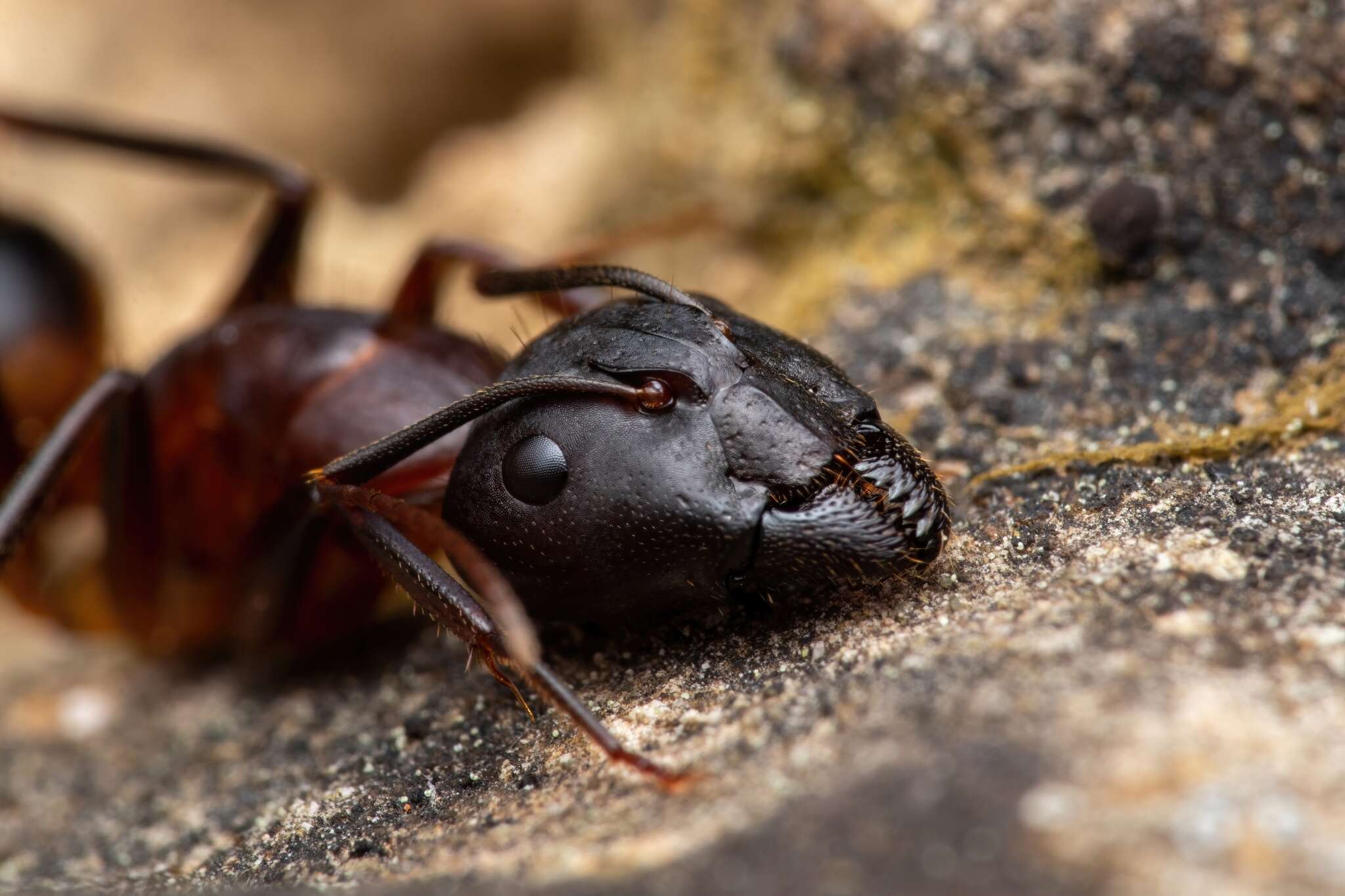 Imagem de Camponotus pilicornis (Roger 1859)