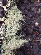 Image of ring lichen