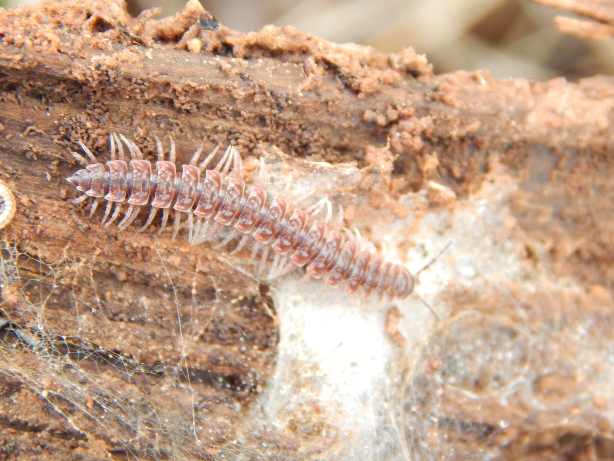 Imagem de Pseudopolydesmus pinetorum (Bollman 1888)