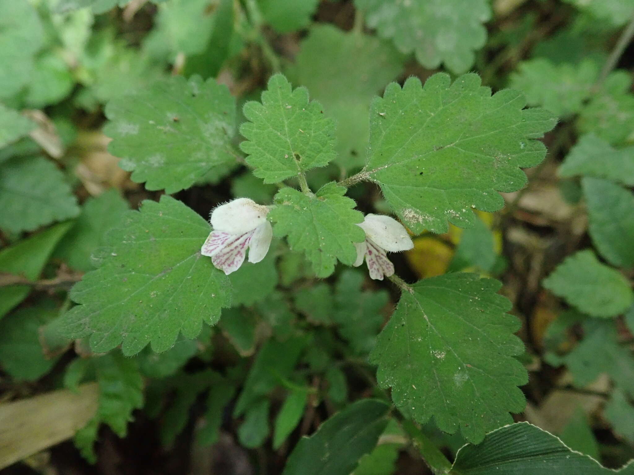 Matsumurella tuberifera (Makino) Makino的圖片