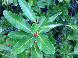 Image of Chilean firebush