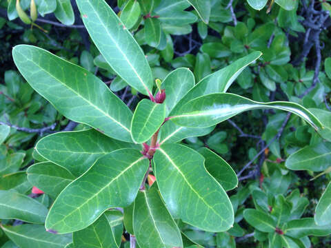 Image de Embothrium coccineum J. R. Forster & G. Forster