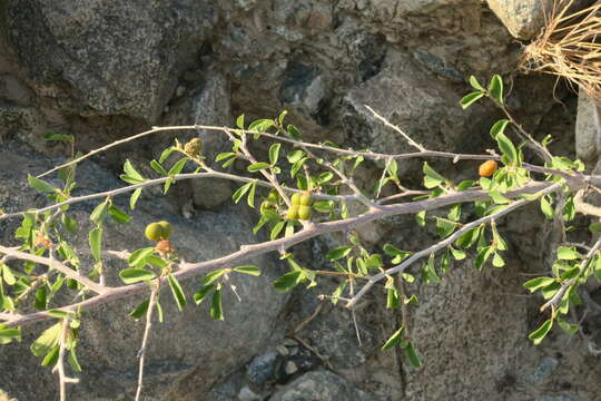 Image of Small-leaved white raisin