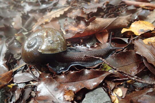 Image of Powelliphanta superba (Powell 1930)