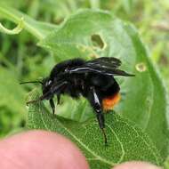 Image of Bombus diligens Smith 1861