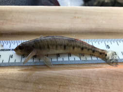 Image of Logperch