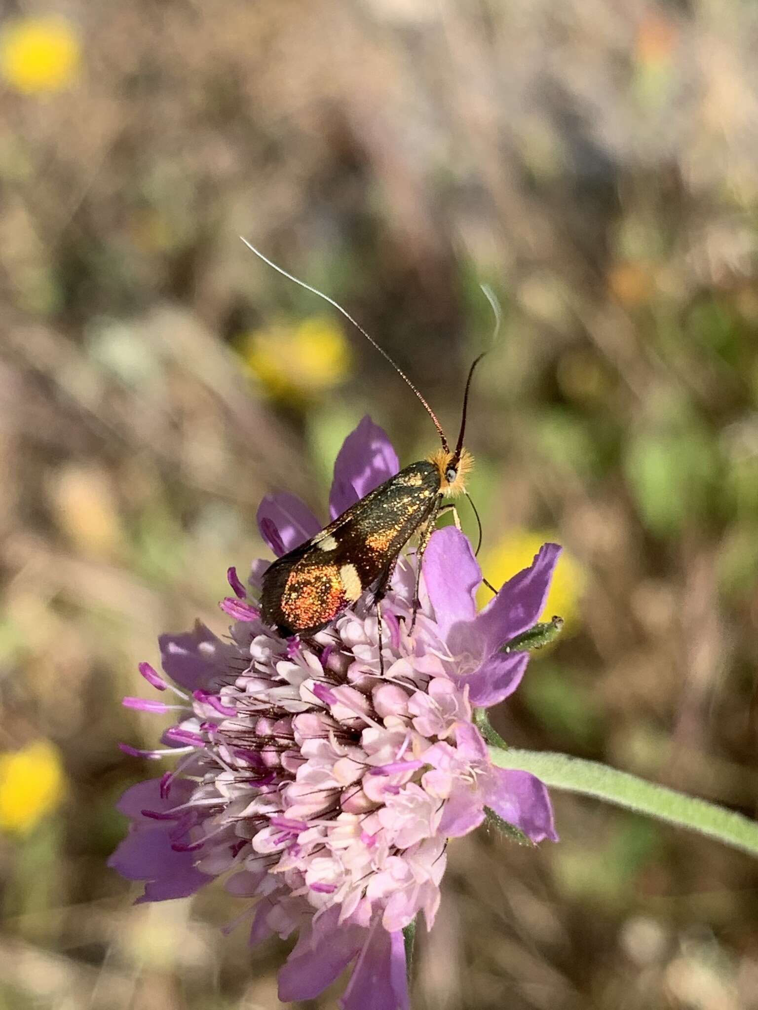 Слика од Nemophora raddaella Hübner 1793