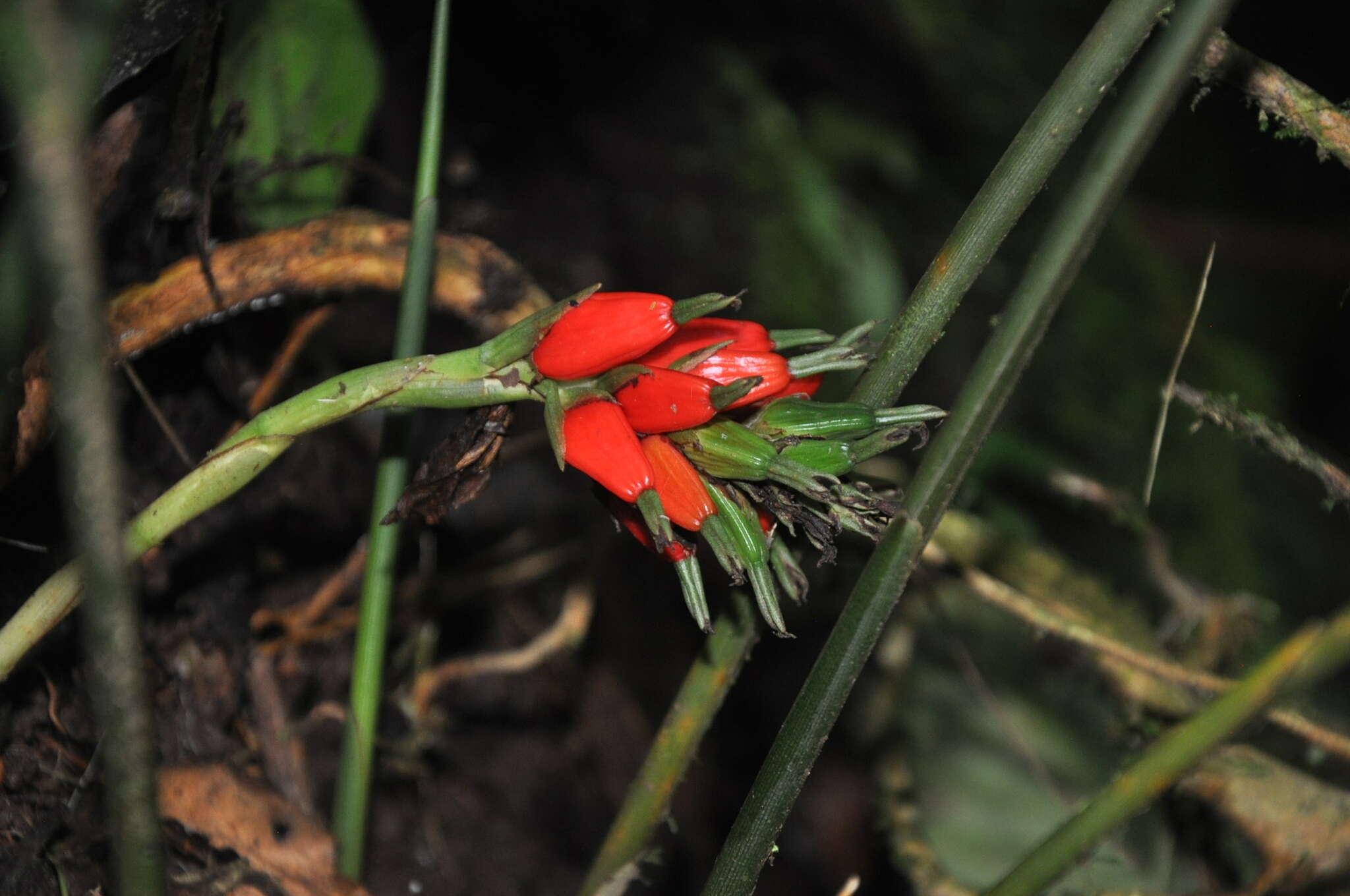 Image of Renealmia erythrocarpa Standl.