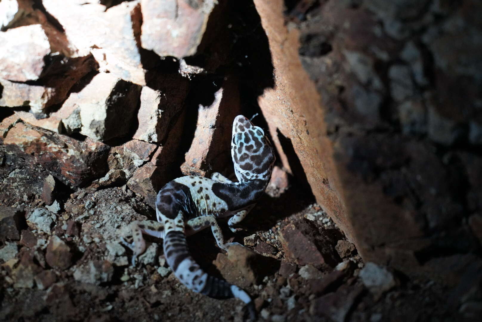 Image of Western Indian Leopard Gecko