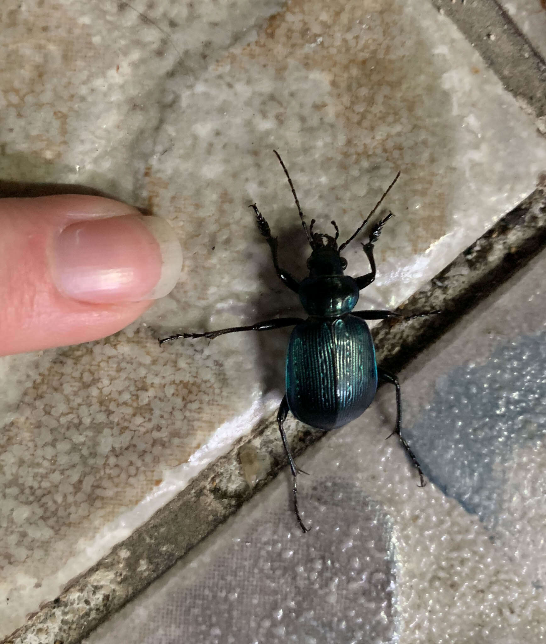 Слика од Calosoma (Castrida) granatense Géhin 1885