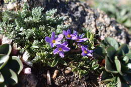 Image of alpine primrose