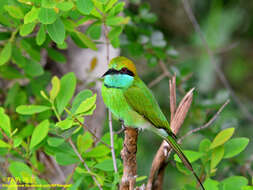 Image of Merops orientalis ceylonicus Whistler 1944