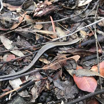 Image of Red-throated Cool-skink