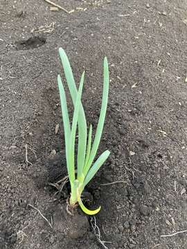 Image of garden onion