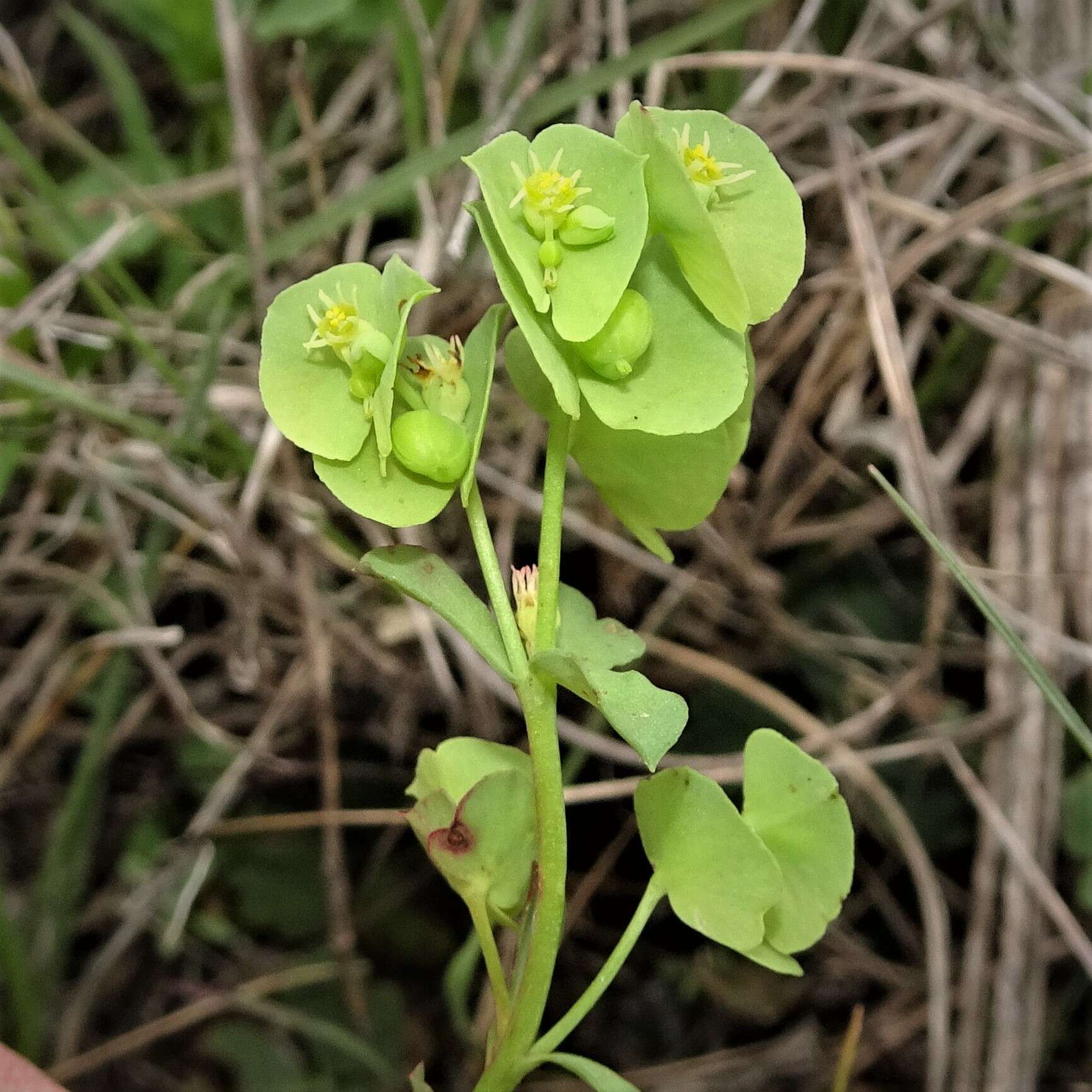 Image of wedgeleaf spurge