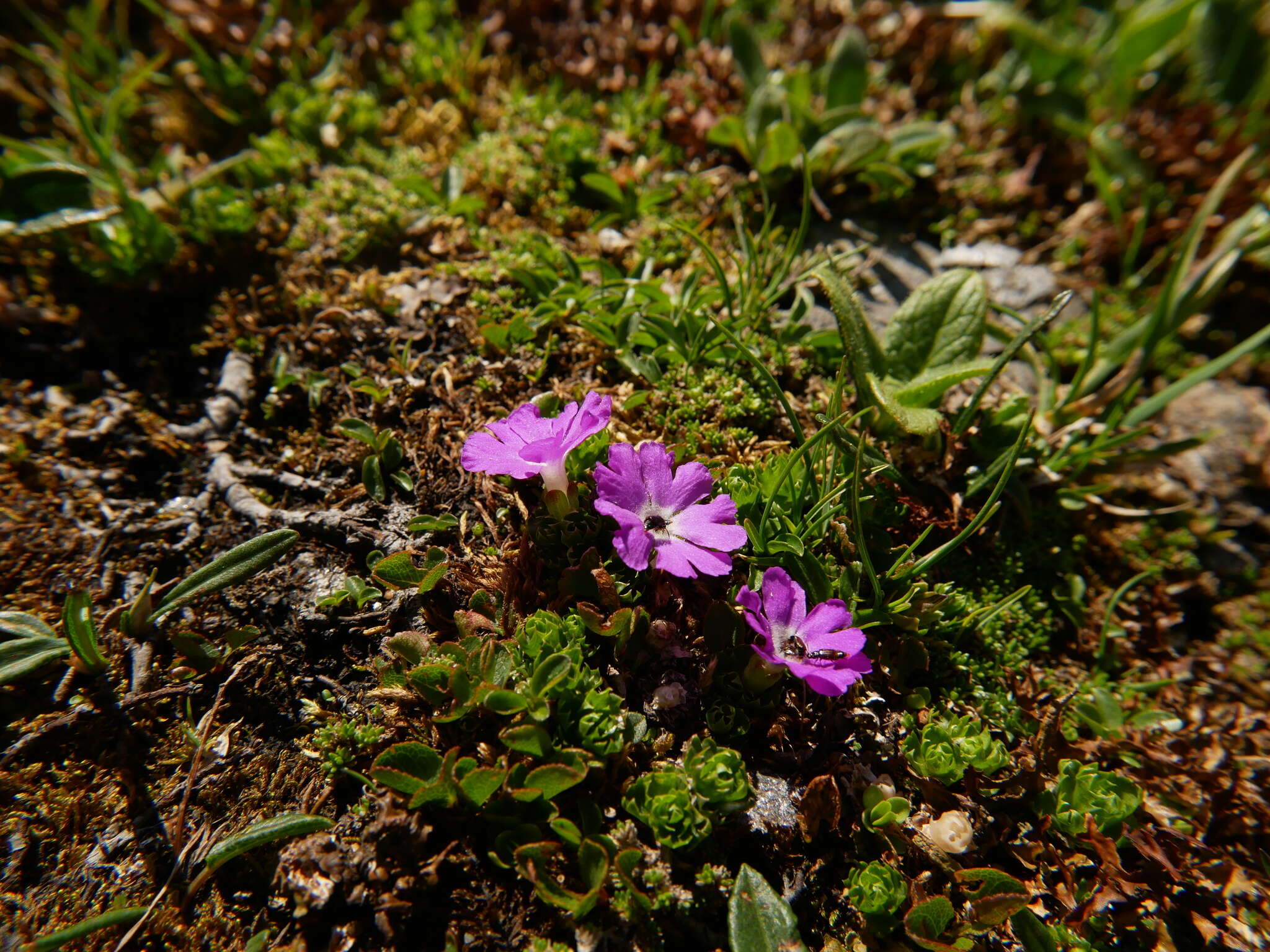 Image of Primula minima L.