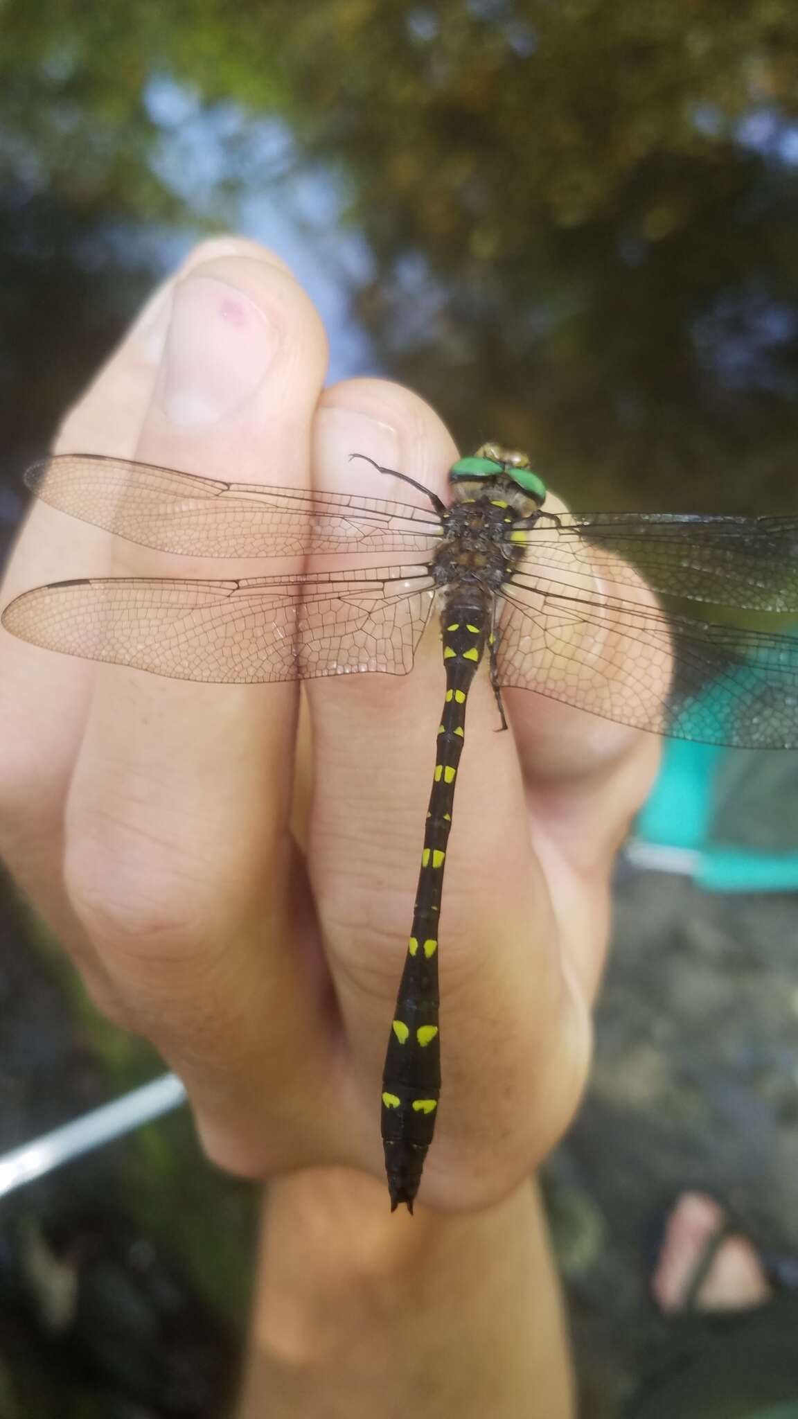 Imagem de Cordulegaster maculata Selys 1854