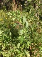 Image of Russian pigweed