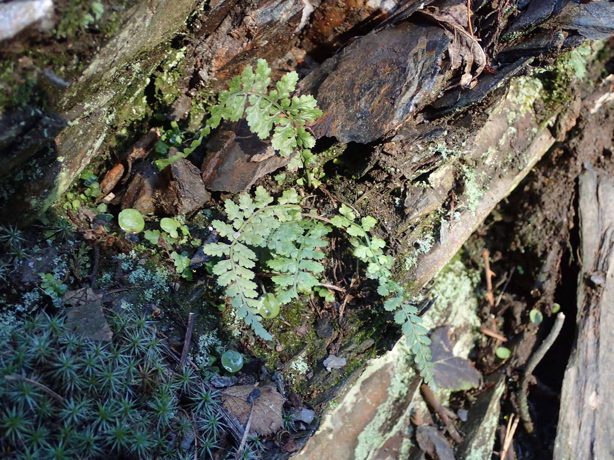 Image of Asplenium foreziense Le Grand ex Magnier