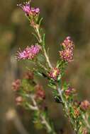 Image of Melaleuca seriata Lindl.