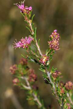 Imagem de Melaleuca seriata Lindl.