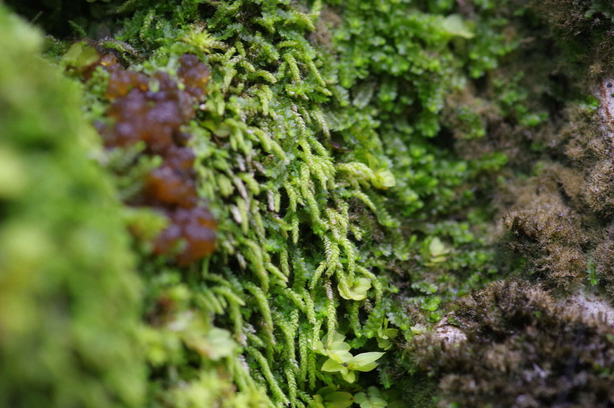 Image of Siberian myurella moss