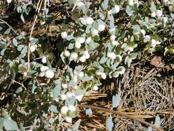 Image of creeping snowberry