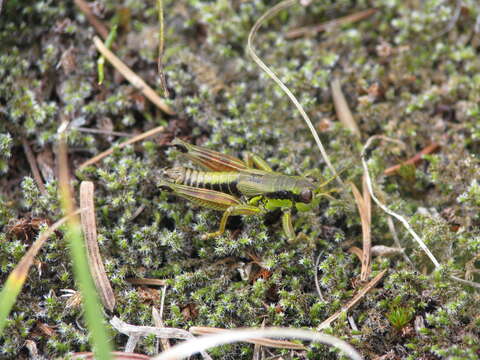 Melanoplus digitifer Hebard 1936的圖片