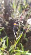 Image of Santa Cruz Island fringepod