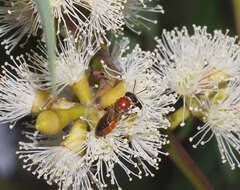 Image of Euryglossa adelaidae Cockerell 1905