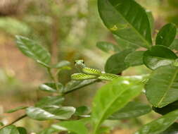 Image of Leptophis ahaetulla nigromarginatus (Günther 1866)